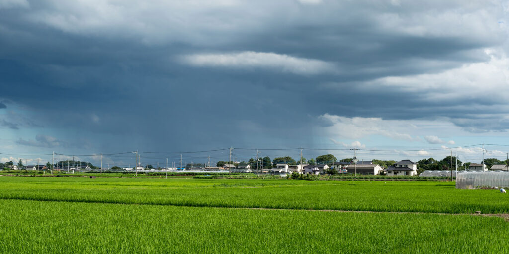 近年の異常気象は米の栽培に大きく影響している